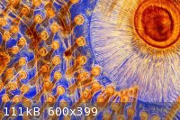 77df43c-3.jpg - 111kB