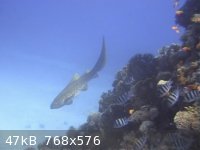 snapshot20110724080938.jpg - 47kB