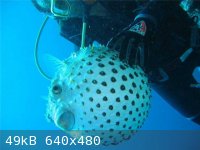 8681ff6d1b2f[1].jpg - 49kB