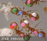 ANTS3232323.JPG - 37kB