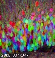 brainbow4.JPG - 28kB