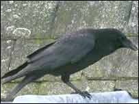 crow.jpg - 4kB